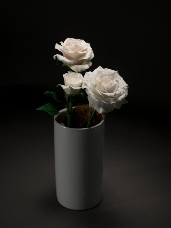 three white sugar roses